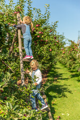 apple picking in an orchard on the island of Orleans with two young girls
