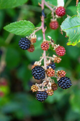 Black and red berries wild shrub with