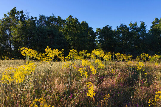 Flowering plants of Thapsia villosa with oak background and blue sky 