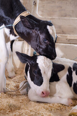 portrait of cute little calfs has communication   inside cowshed. nursery on a farm. close up