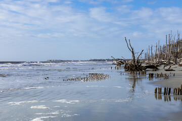 Fototapeta na wymiar Drift of sandpipers in the surf, driftwood and foam under early morning blue sky, sunny day, horizontal aspect