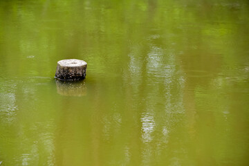 old stump stick out of the pond water