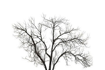 Dead tree isolated on white background, Clipping path