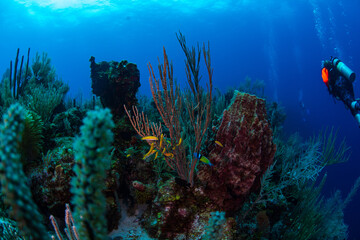 Naklejka na ściany i meble coral reef with tropical fish 