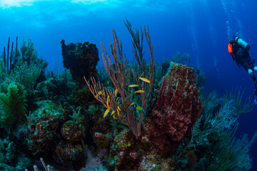 Juvenile tropical fish swimming near a barrel sponge