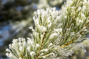 After frost, the needles are covered with frost that shines in the sun, selective focus