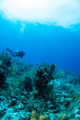 scuba diver swimming over the reef 