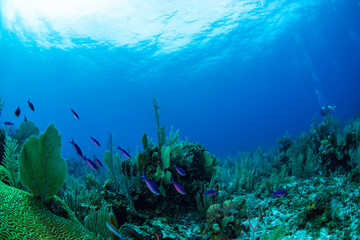 Fototapeta na wymiar Tropical fish swimming over the reef 