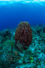 A large barrel sponge on the reef 