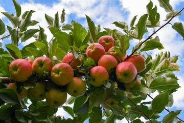 Okanagan Apples 1