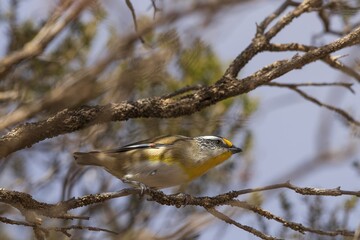 A very small, short-tailed bird known as a Striated Pardalote (Pardalotus striatus)