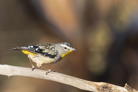 The Spotted Pardalote (Pardalotus punctatus) is one of the smallest of all Australian birds and is characterized by distinct spotting on its head and body