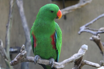 Burung Nuri Bayan atau Eclectus roratus - Parrot