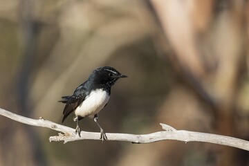 A common Australasian black and white fantail bird known as a Willie Wagtail (Rhipidura...