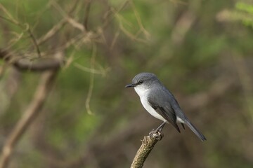 A medium-sized grey-and-white robin that is endemic to Western Australia known as the White-breasted Robin (Eopsaltria georgiana)