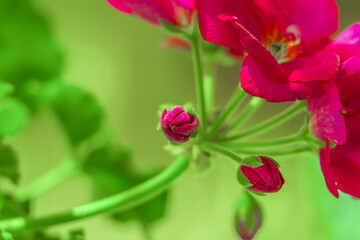 macro of the hot pink Petunia flower bud