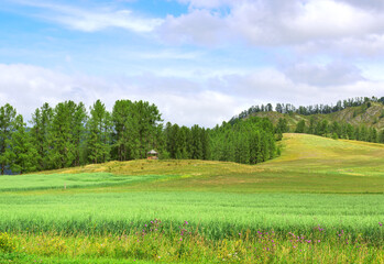 Green Valley in the Altai Mountains
