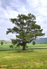 Fototapeta na wymiar Cedar in the Uymon Valley in summer