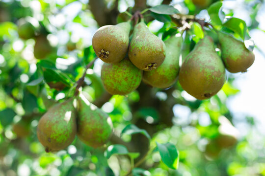 Ripe bio organic Conference pears hanging on tree in orchard ready for picking, harvest season