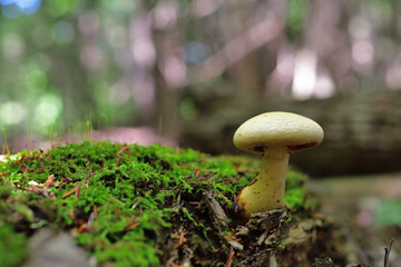 Beige Mushroom on forest ground with green moss