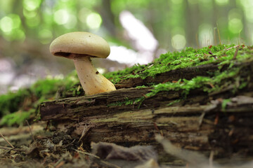 Beige Mushroom on forest top soil with green moss