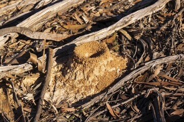 Ant Hills in the Desert