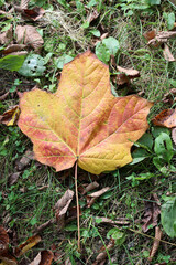 Multi Colored Maple Leaf