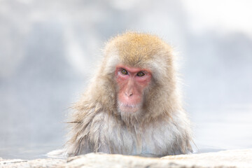 Japanese Snow Monkey In Hot Spring