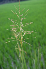 green colored grass flower on paddy firm
