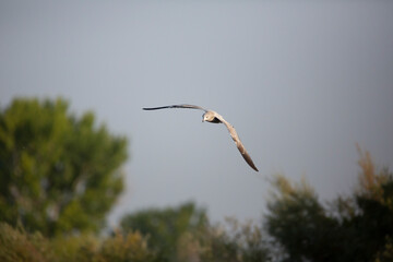 Grey and white gull flies over a field of tres looking for food