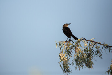 Female grackle looking right on a russian olive branch