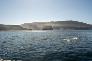 Fish Splash In The Waters Off The Mist Covered Coast of Santa Cruz Island