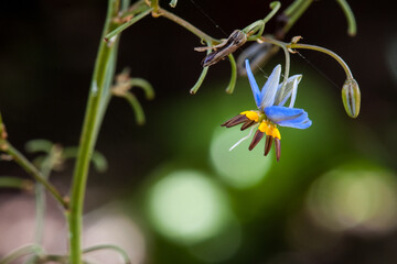 "Dianella revoluta", known as blueberry lily, blue flax-lily, or black-anther flax-lily, a species of flowering plant in the family Asphodelaceae and is endemic to, and widespread in Australia.