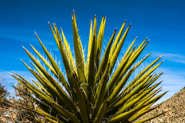 Green Blades of Yucca in Joshua Tree