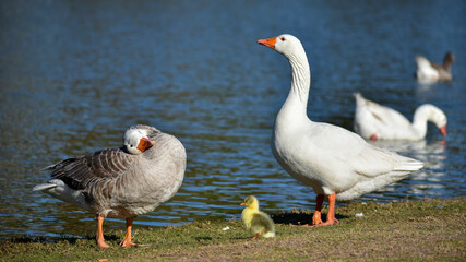 Domestic goose (Anser anser domesticus) family with gosling