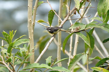 Bananaquit (Coereba flaveola) perched in a tree on a farm in the Intag Valley, outside of Apuela, Ecuador