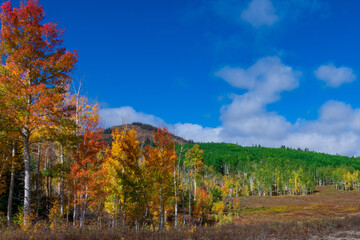 Autumn Colors Around Rabbit Ears Pass in September