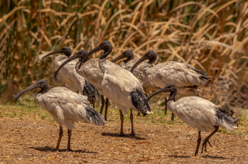 Seven Ibis