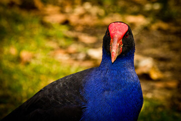 Australian bird with blue breast and red beak. Royal National Park, Audley, Australia. No people