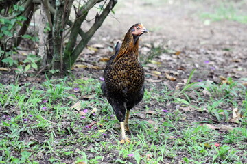 Hen on a farm in the Intag Valley, outside of Apuela, Ecuador