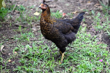 Hen on a farm in the Intag Valley, outside of Apuela, Ecuador