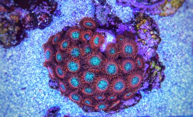 Small colony of Red Magician Polyps Zoanthids in coral reef aquarium tank