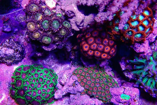 Small colony of Zoanthids in coral reef aquarium tank