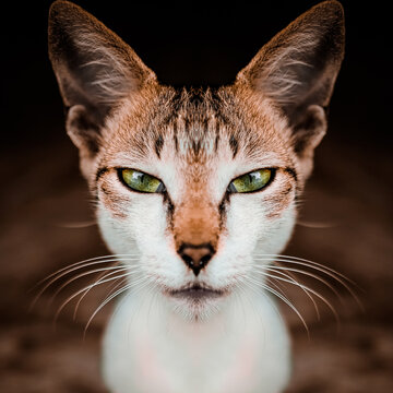 Close-up Portrait Of A Cat