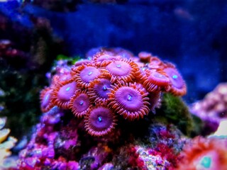 Happy people Zoanthids polyps in coral reef aquarium tank