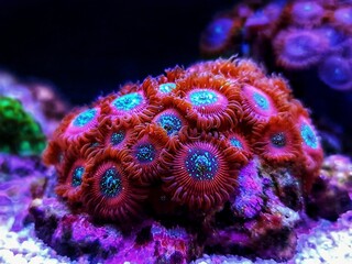 Small colony of Red Magician Polyps Zoanthids in coral reef aquarium tank