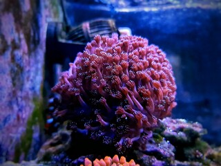 Purple Goniopora, the Flower Pot LPS coral 