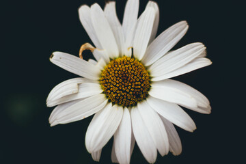 Fototapeta premium white daisy on black