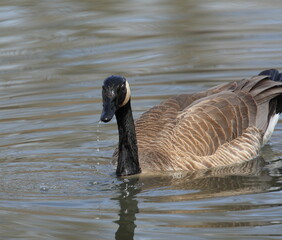 Obraz premium A Canada Goose on a pond. Taken in Alberta, Canada