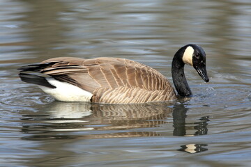 A Canada Goose on a pond. Taken in Alberta, Canada
